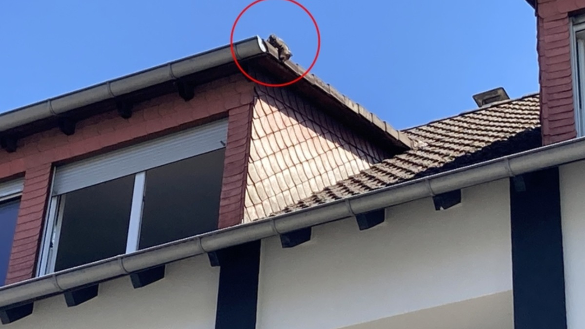 POL-DA: Viernheim: Hitziges Dilemma auf dem Vordach / Einsatzkräfte retten Katze aus luftiger Lage - Foto: presseportal.de