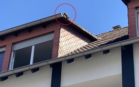 POL-DA: Viernheim: Hitziges Dilemma auf dem Vordach / Einsatzkräfte retten Katze aus luftiger Lage - Foto: presseportal.de