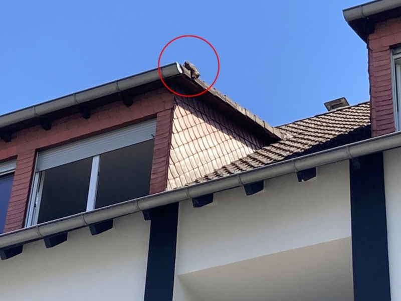POL-DA: Viernheim: Hitziges Dilemma auf dem Vordach / Einsatzkräfte retten Katze aus luftiger Lage - Foto: presseportal.de