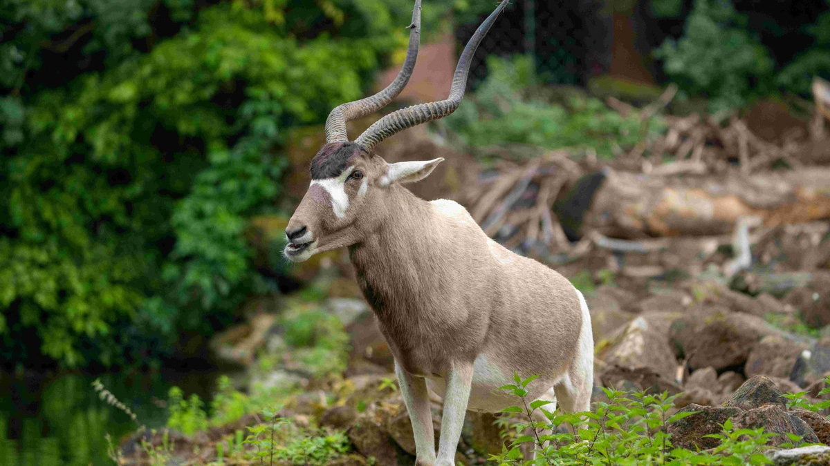 Arten sterben - und mit ihnen unsere Zukunft. Zoos handeln. Die Politik muss jetzt entschlossen agieren. - Foto: presseportal.de