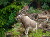 Arten sterben - und mit ihnen unsere Zukunft. Zoos handeln. Die Politik muss jetzt entschlossen agieren. - Foto: presseportal.de