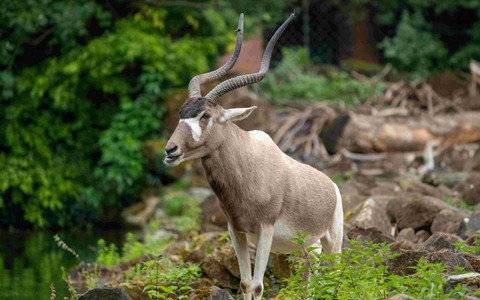Arten sterben - und mit ihnen unsere Zukunft. Zoos handeln. Die Politik muss jetzt entschlossen agieren. - Foto: presseportal.de