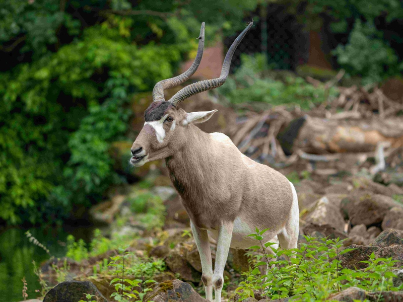 Arten sterben - und mit ihnen unsere Zukunft. Zoos handeln. Die Politik muss jetzt entschlossen agieren. - Foto: presseportal.de