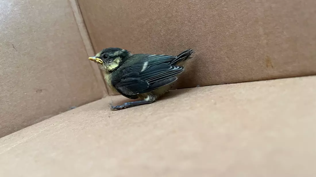 POL-UN: Unna - Polizei rettet Vogelküken und bringt es ins Nest zurück - Bild: presseportal.de
