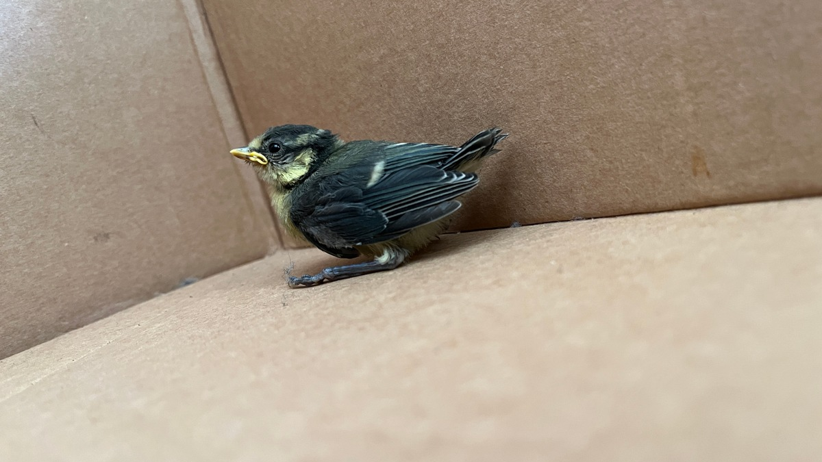 POL-UN: Unna - Polizei rettet Vogelküken und bringt es ins Nest zurück - Foto: presseportal.de