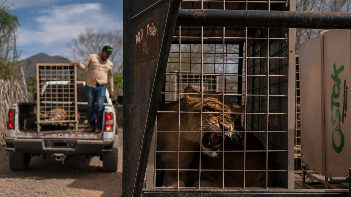 Der Umzug wird mehrere Wochen dauern. - Foto: Felix Marquez/AP/dpa