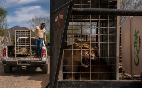Der Umzug wird mehrere Wochen dauern. - Foto: Felix Marquez/AP/dpa