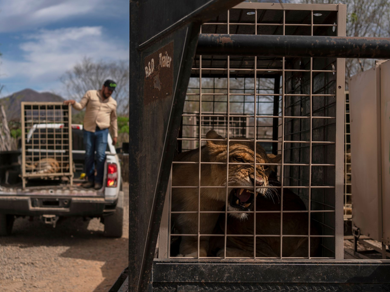 Der Umzug wird mehrere Wochen dauern. - Foto: Felix Marquez/AP/dpa