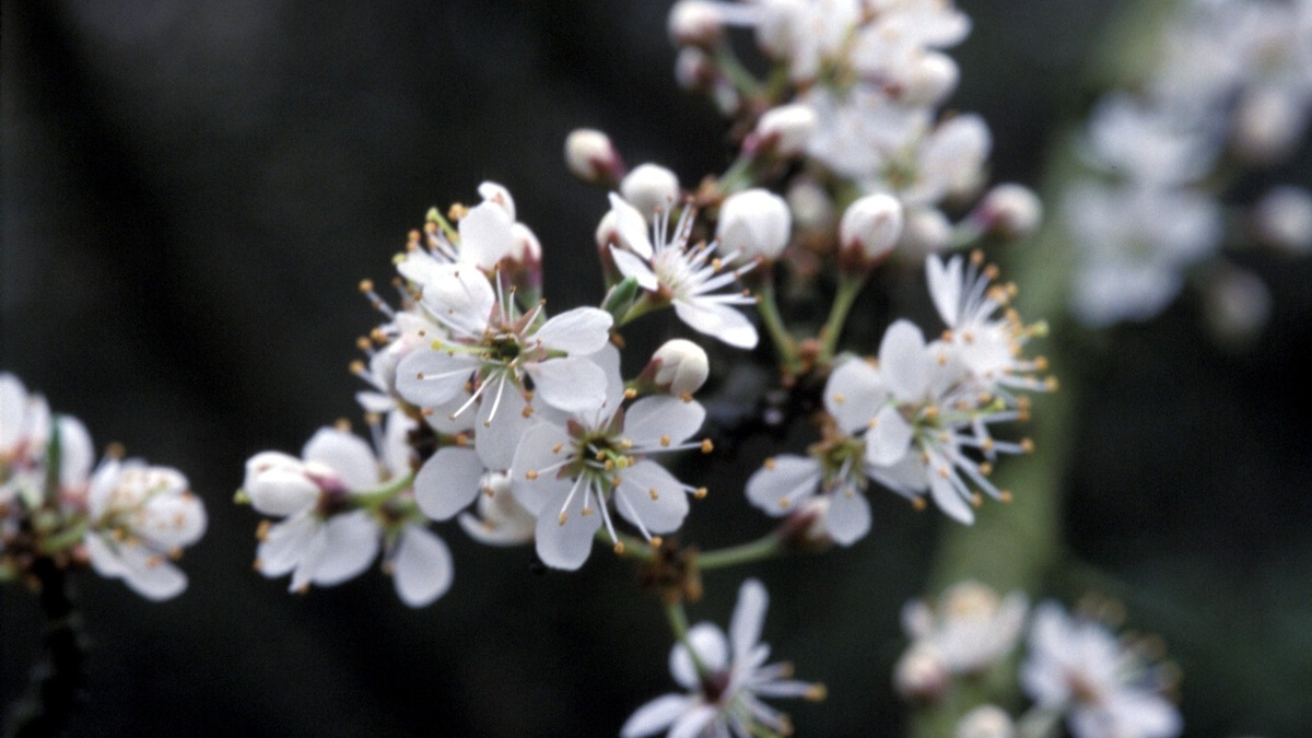 HZA-KI: Gemeinsam für den Artenschutz / Der Zoll am Internationalen Tag der biologischen Vielfalt - Foto: presseportal.de