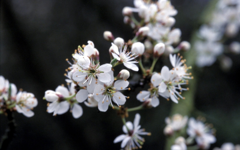 HZA-KI: Gemeinsam für den Artenschutz / Der Zoll am Internationalen Tag der biologischen Vielfalt - Foto: presseportal.de