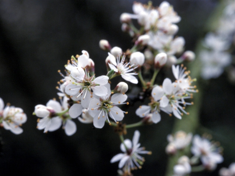 HZA-KI: Gemeinsam für den Artenschutz / Der Zoll am Internationalen Tag der biologischen Vielfalt - Foto: presseportal.de