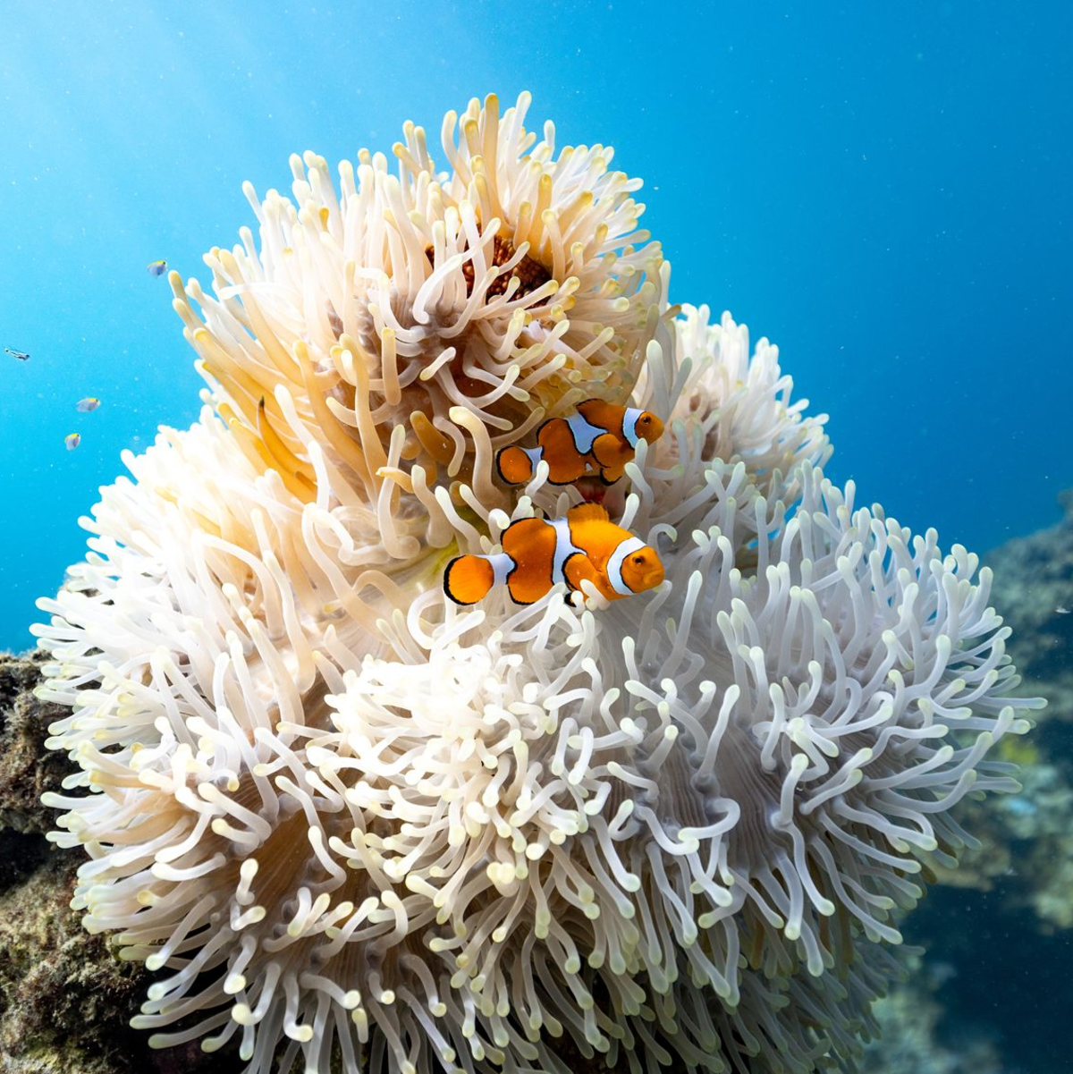 Ein Paar besteht jeweils aus einem dominanten Weibchen und einem subdominanten Männchen, das kleiner ist als seine Gefährtin. - Foto: Morgan Bennett-Smith/Newcastle University/dpa