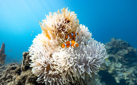 Ein Paar besteht jeweils aus einem dominanten Weibchen und einem subdominanten Männchen, das kleiner ist als seine Gefährtin. - Foto: Morgan Bennett-Smith/Newcastle University/dpa