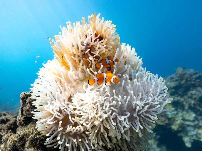 Ein Paar besteht jeweils aus einem dominanten Weibchen und einem subdominanten Männchen, das kleiner ist als seine Gefährtin. - Foto: Morgan Bennett-Smith/Newcastle University/dpa