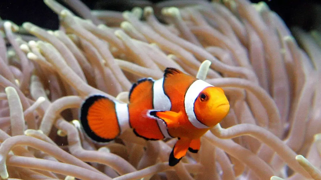 Clownfische leben im Schutz von Seeanemonen. (Archivbild) - Bild: Ahmad Yusni/epa/dpa