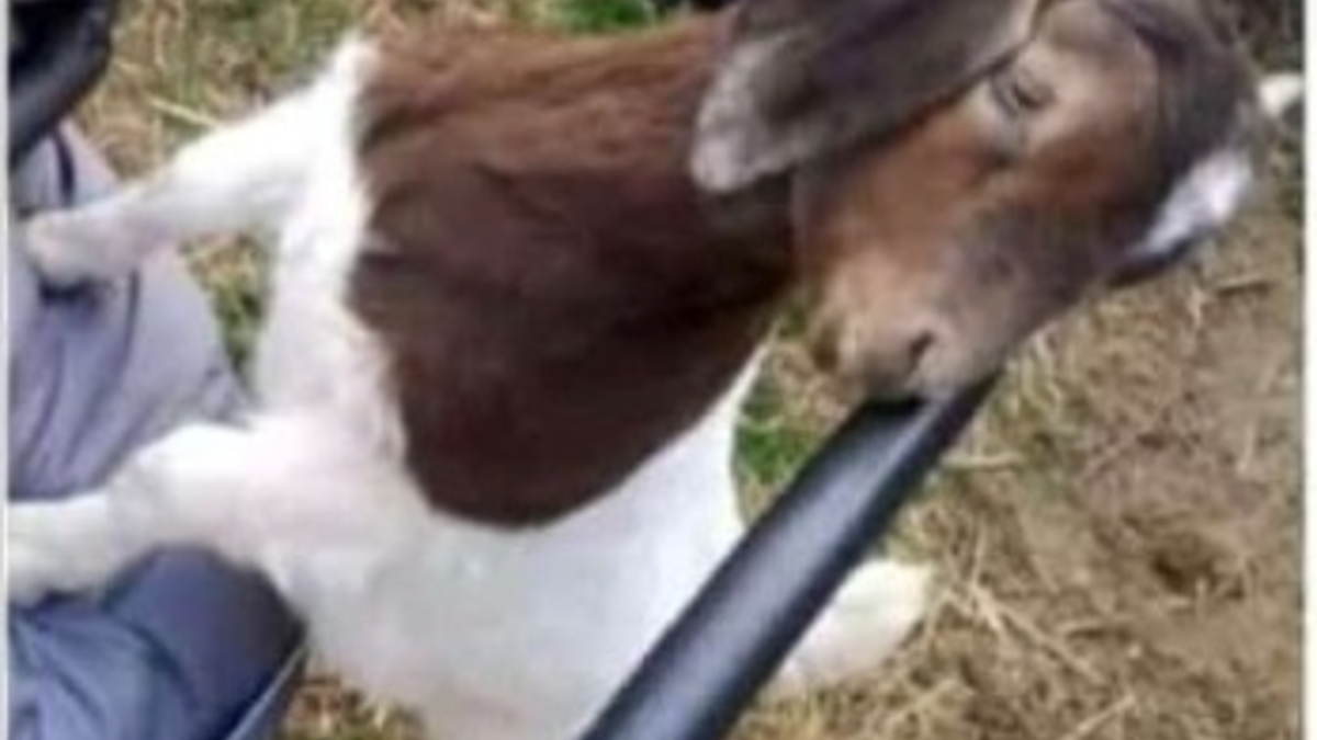 LPI-J: Hornträger als Beute - Foto: presseportal.de