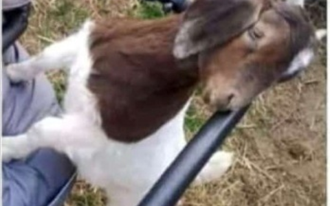 LPI-J: Hornträger als Beute - Foto: presseportal.de