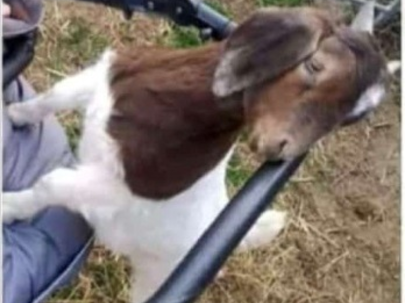 LPI-J: Hornträger als Beute - Foto: presseportal.de