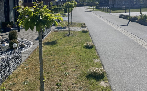 POL-CUX: StraĂenbĂ€ume der Gemeinde in Beverstedt beschĂ€digt - Zeugenaufruf (Foto im Anhang) - Foto: presseportal.de POL-CUX: StraĂenbĂ€ume der Gemeinde in Beverstedt beschĂ€digt - Zeugenaufruf (Foto im Anhang) - Foto: presseportal.de