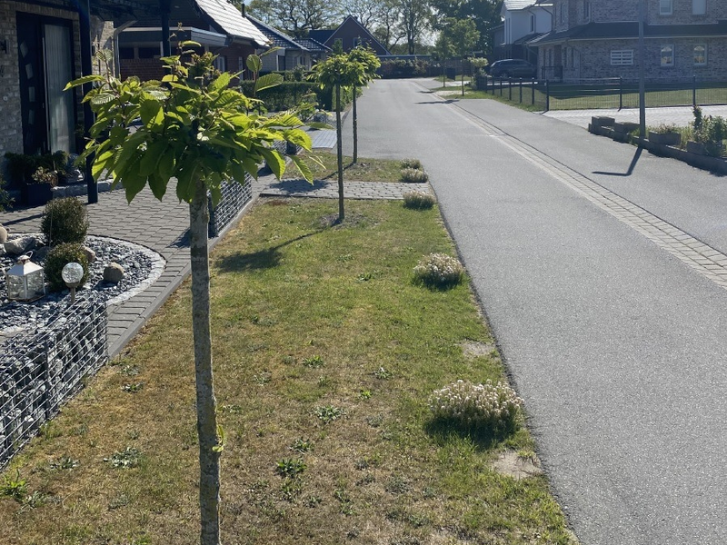 POL-CUX: Straßenbäume der Gemeinde in Beverstedt beschädigt - Zeugenaufruf (Foto im Anhang) - Foto: presseportal.de