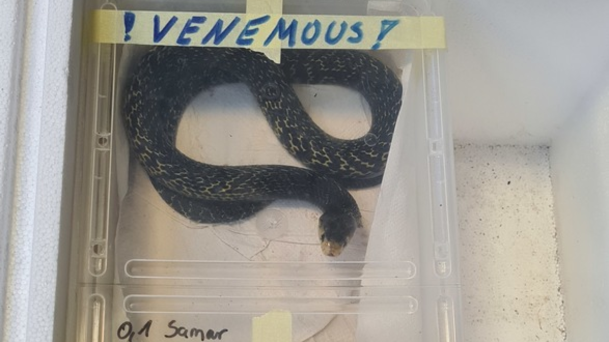 HZA-SI: Giftschlangen geschmuggelt - Foto: presseportal.de