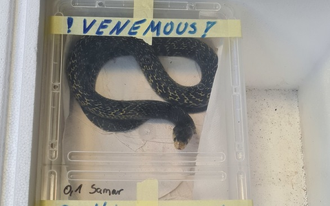 HZA-SI: Giftschlangen geschmuggelt - Foto: presseportal.de