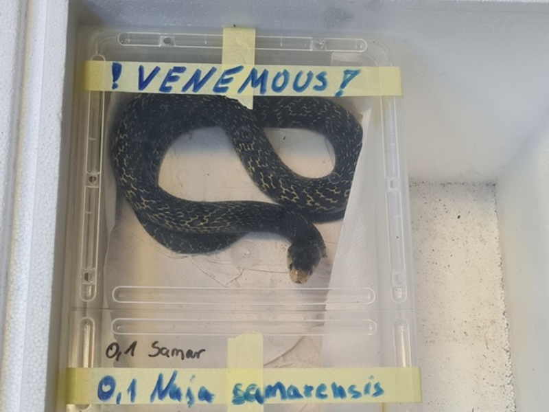 HZA-SI: Giftschlangen geschmuggelt - Foto: presseportal.de