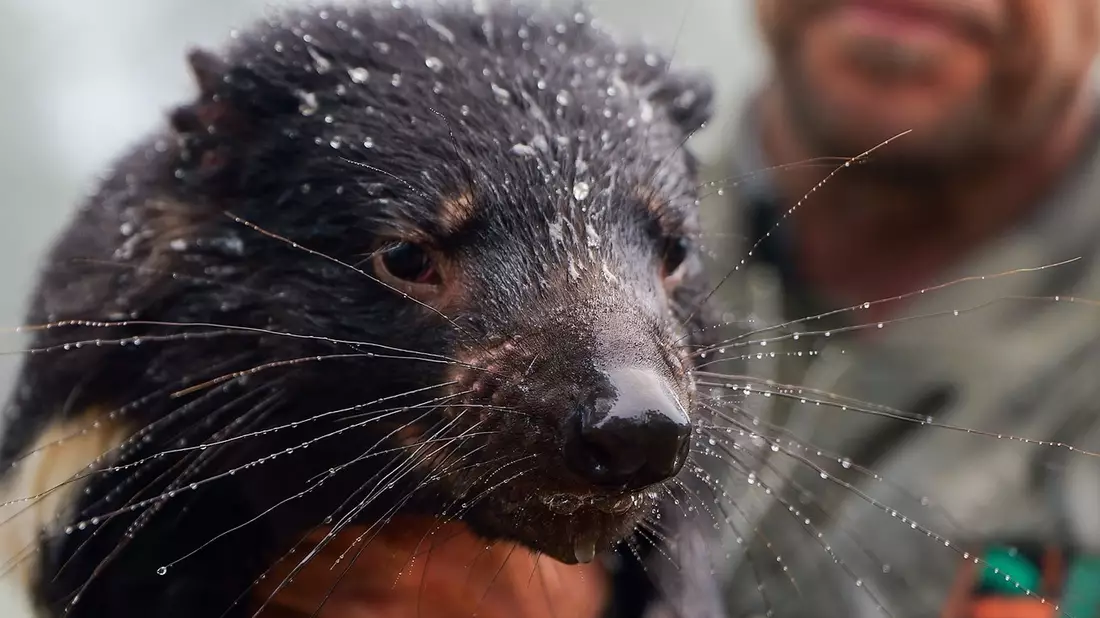Auch viele Tiere waren betroffen, darunter bedrohte Tasmanische Teufel. - Bild: Aussie Ark/Aussie Ark via AAP/dpa