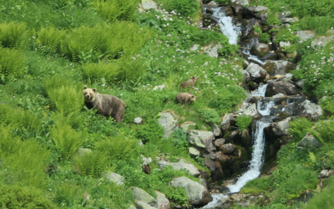 Eine Bärin geht mit ihrem Nachwuchs durch ein Tal in der Westtatra in der Slowakei. (Archivbild) - Foto: Erik Äevëìk/tasr/dpa