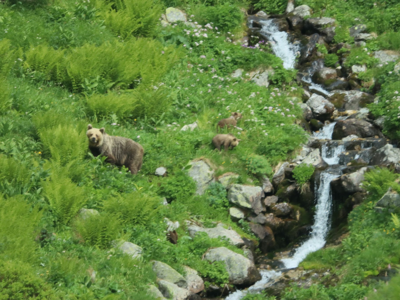 Eine Bärin geht mit ihrem Nachwuchs durch ein Tal in der Westtatra in der Slowakei. (Archivbild) - Foto: Erik Äevëìk/tasr/dpa