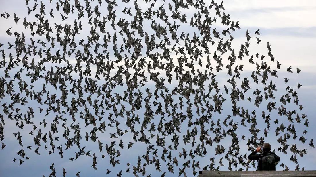 Die meisten Menschen halten sich an die Regeln in Naturschutzgebieten und fotografieren Tiere nur von Wegen und Aussichtspunkten aus. - Bild: Thomas Warnack/dpa