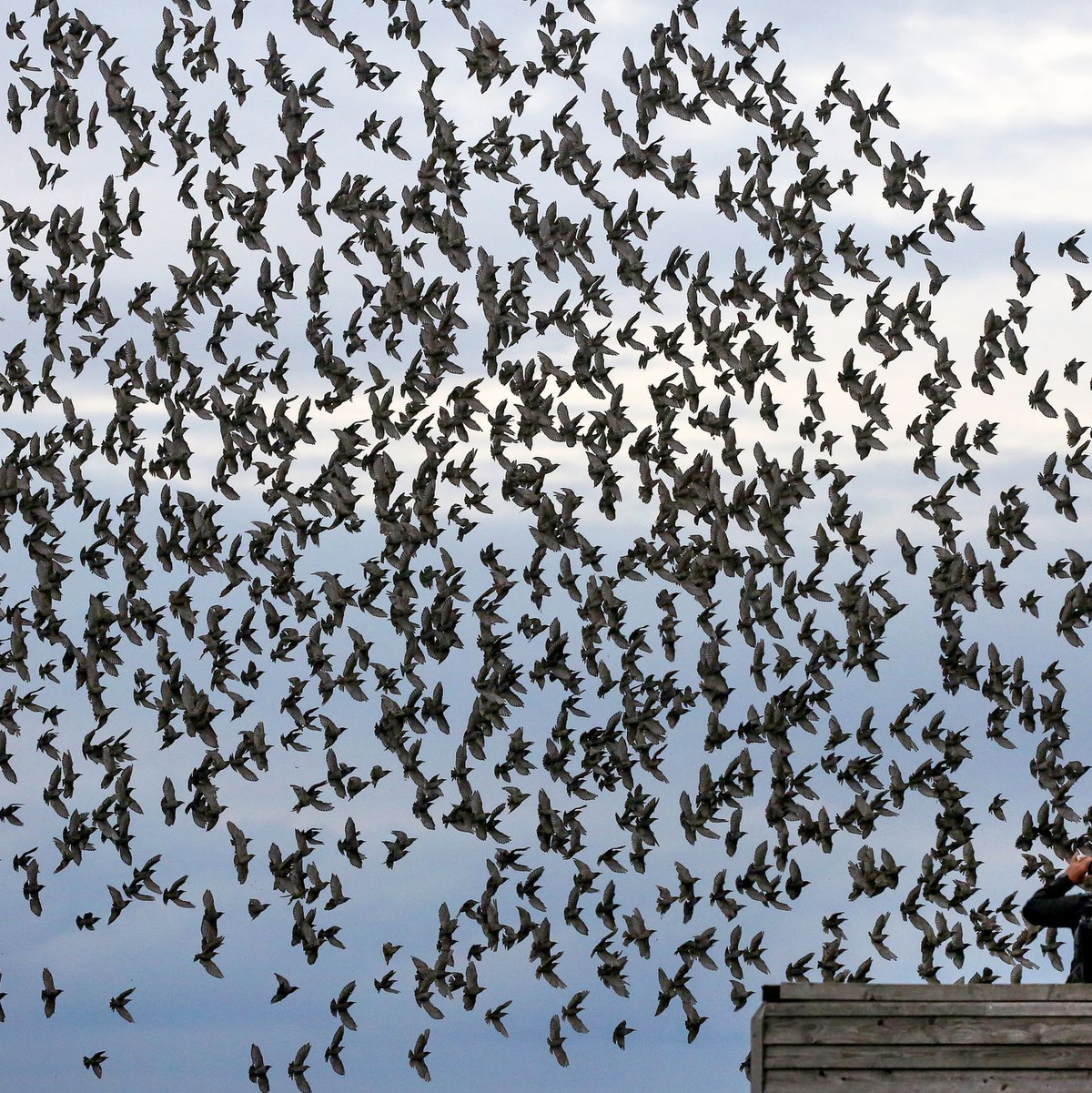 Die meisten Menschen halten sich an die Regeln in Naturschutzgebieten und fotografieren Tiere nur von Wegen und Aussichtspunkten aus. - Foto: Thomas Warnack/dpa