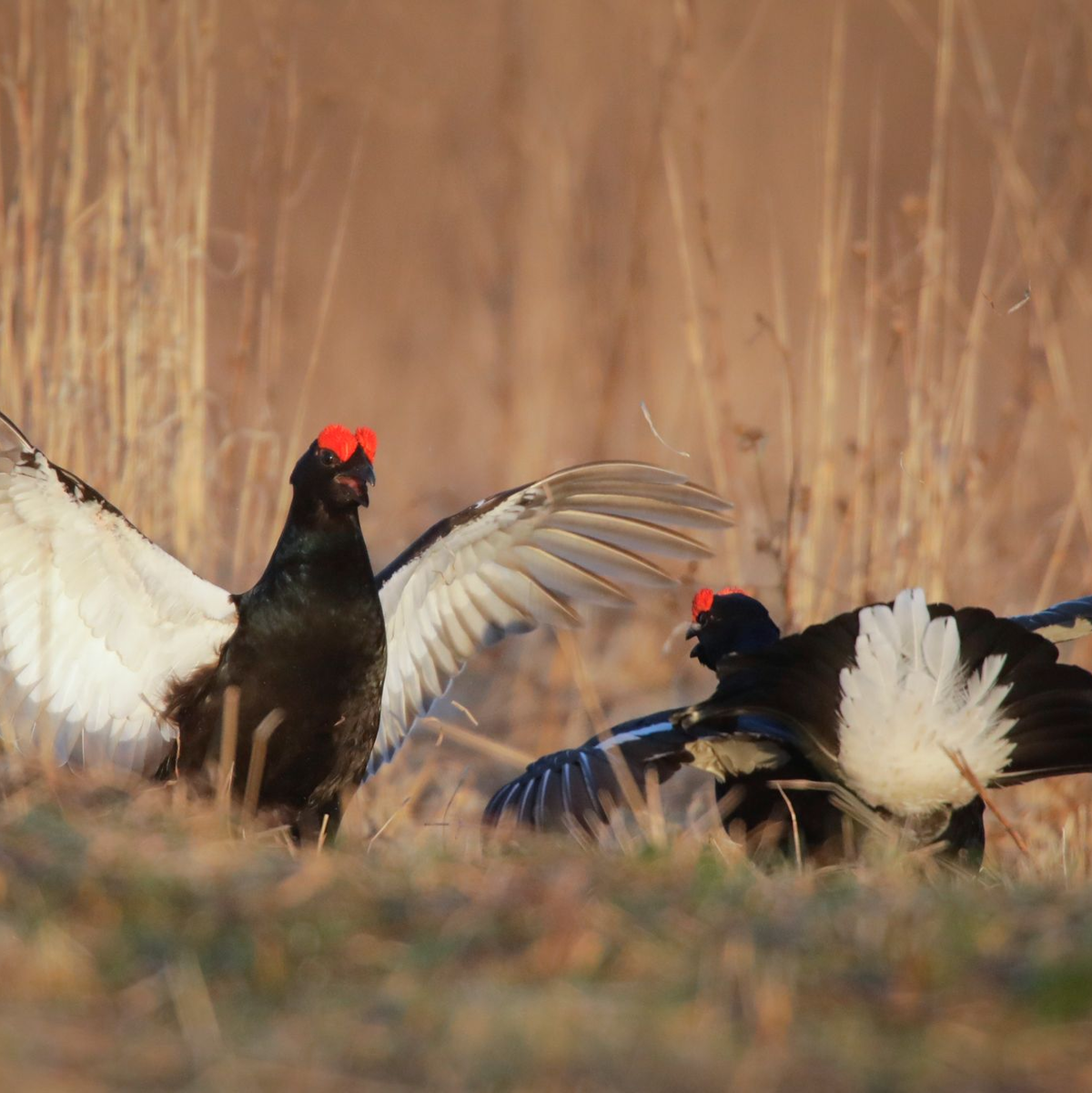 Wer balzende Birkhühner fotografieren will, braucht das entsprechende Wissen und eine gute Ausrüstung. (Archivbild) - Foto: Sergei Grits/AP/dpa