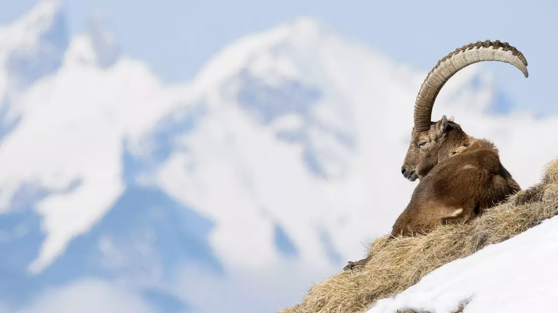 In der Allgäuer Hochalpen gibt es spezielle Führungen zu den «Big Five», wozu Steinbock, Steinadler, Gams, Murmeltier und Alpenschneehuhn zählen. (Archivbild) - Bild: Anthony Anex/KEYSTONE/dpa