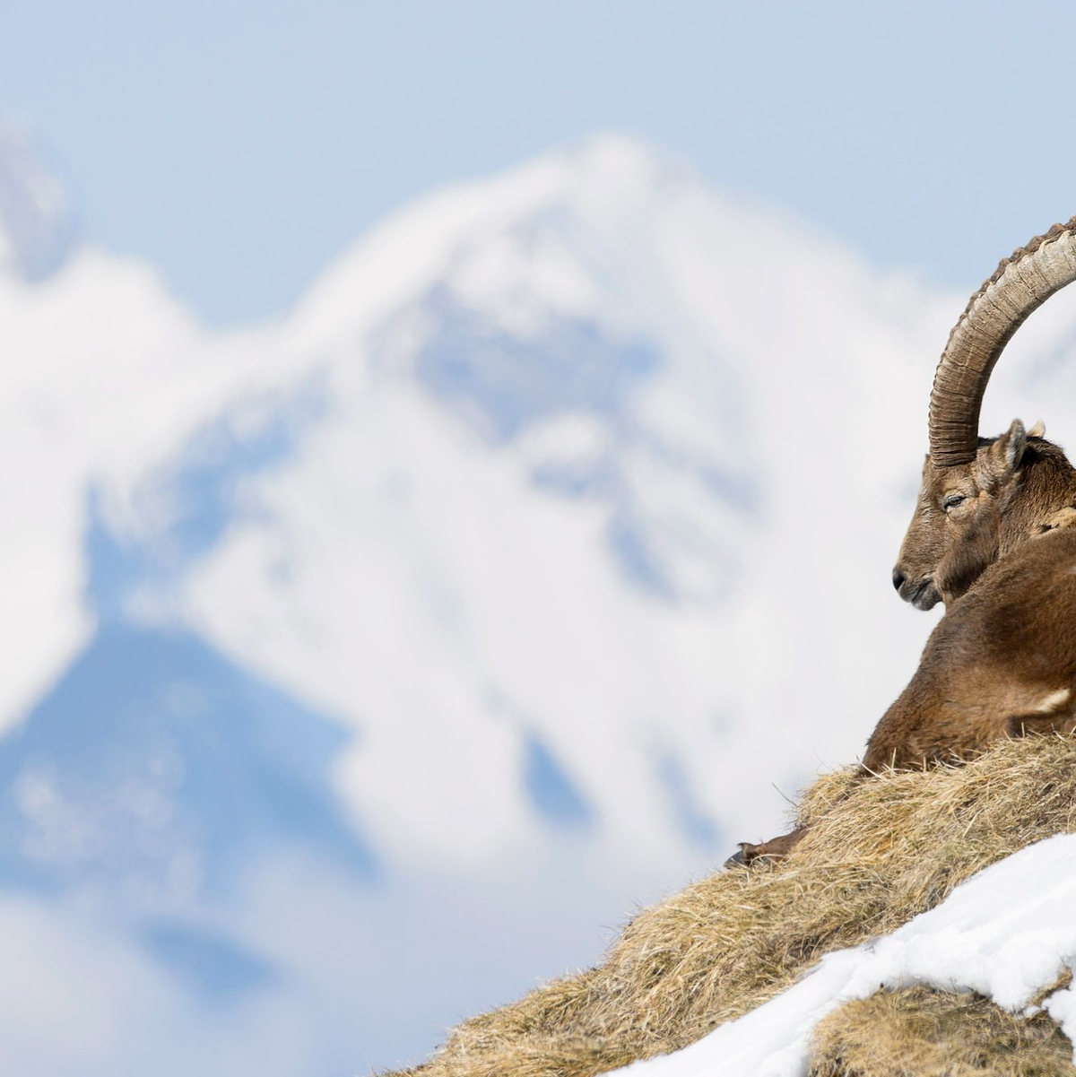 In der Allgäuer Hochalpen gibt es spezielle Führungen zu den «Big Five», wozu Steinbock, Steinadler, Gams, Murmeltier und Alpenschneehuhn zählen. (Archivbild) - Foto: Anthony Anex/KEYSTONE/dpa