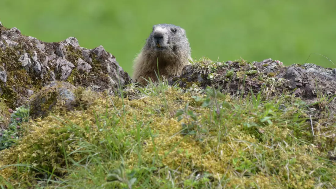 Fotos von Tieren und Pflanzen tragen auch zur Wertschätzung der Natur bei. (Archivbild) - Bild: picture alliance / dpa