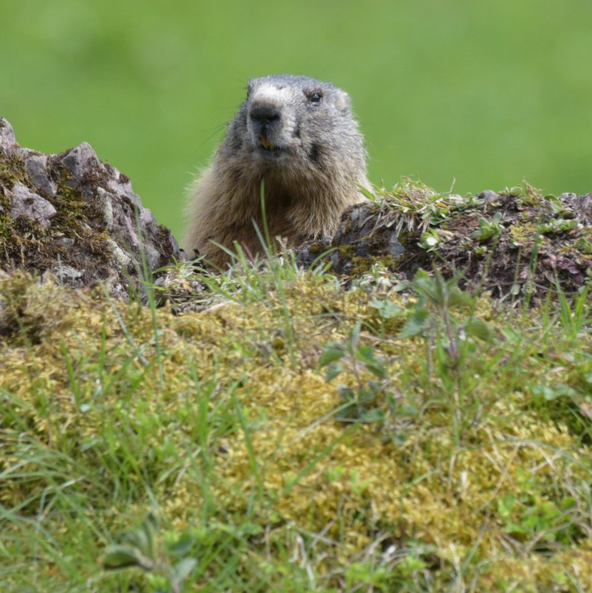 Fotos von Tieren und Pflanzen tragen auch zur Wertschätzung der Natur bei. (Archivbild) - Foto: picture alliance / dpa