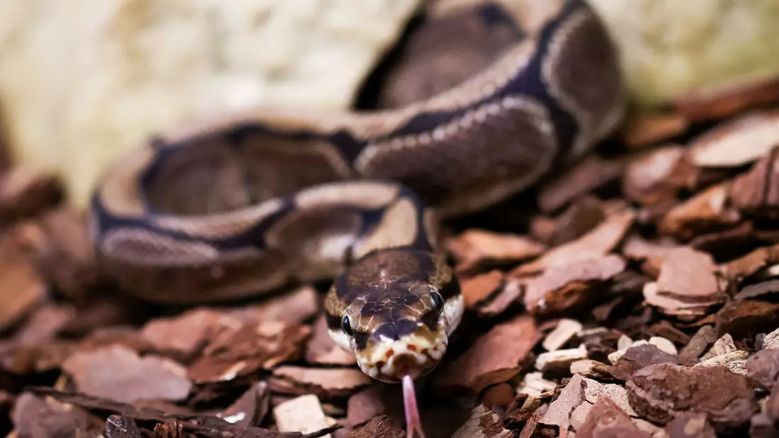 Königspythons (Python regius) sind eine geschützte Art. (Archivbild) - Bild: Christian Charisius/dpa