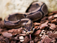 Pythons würgen ihre Opfer, können aber auch zubeißen. (Symbolbild) - Foto: Christian Charisius/dpa