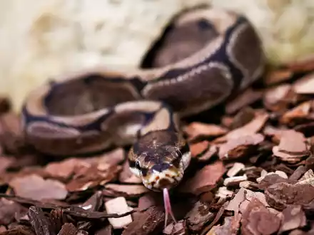 Königspythons (Python regius) sind eine geschützte Art. (Archivbild) - Foto: Christian Charisius/dpa