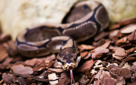 Königspythons (Python regius) sind eine geschützte Art. (Archivbild) - Foto: Christian Charisius/dpa