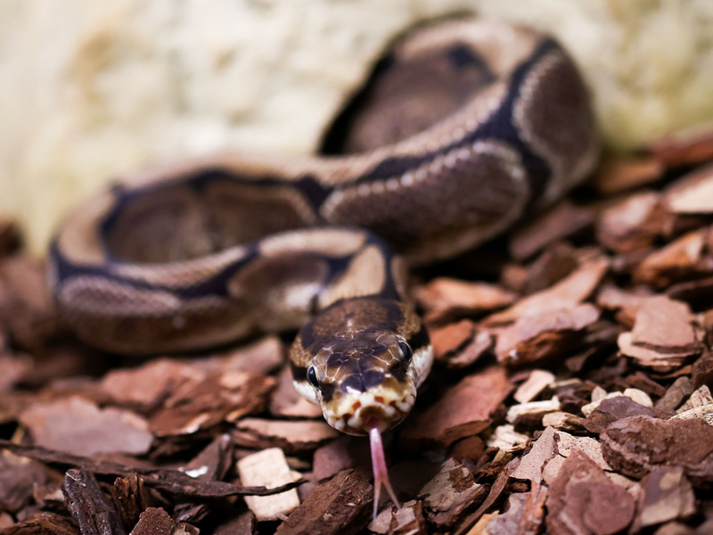 Pythons würgen ihre Opfer, können aber auch zubeißen. (Symbolbild) - Foto: Christian Charisius/dpa