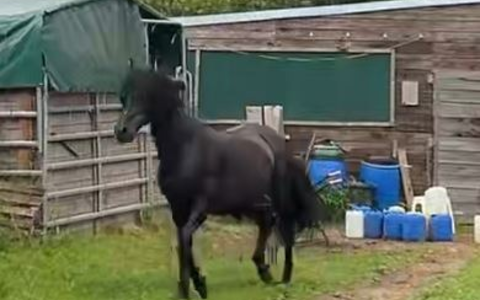 POL-PDLD: Freimersheim - Zwei rossige Stuten und ein Hengst - Foto: presseportal.de