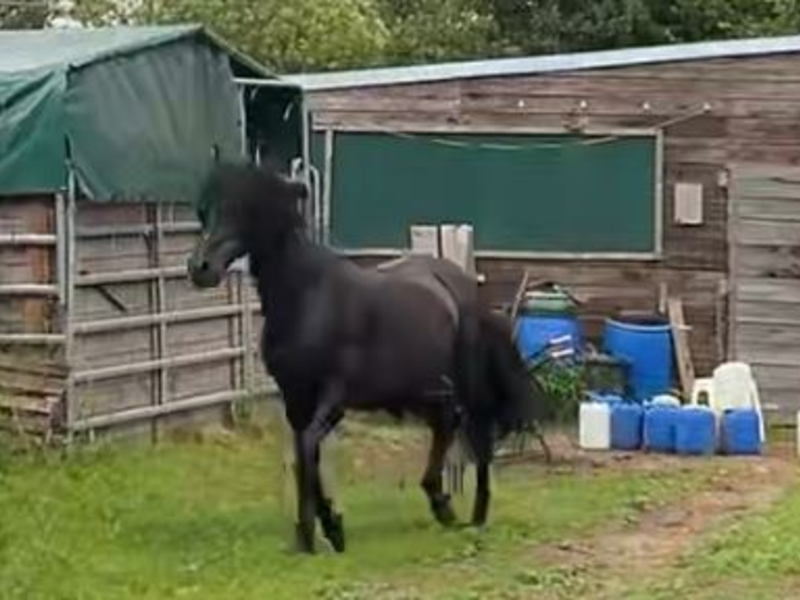 POL-PDLD: Freimersheim - Zwei rossige Stuten und ein Hengst - Foto: presseportal.de