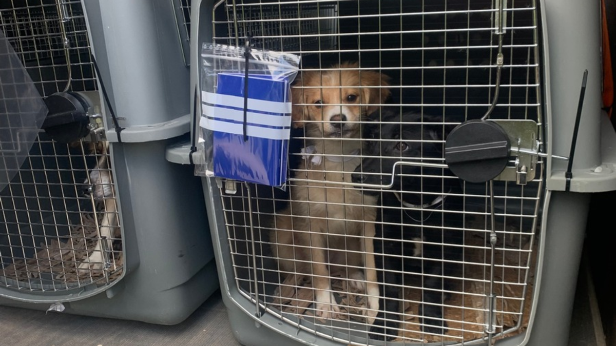 POL-VDMZ: Lebendtierkontrollen auf der BAB 61 - Foto: presseportal.de