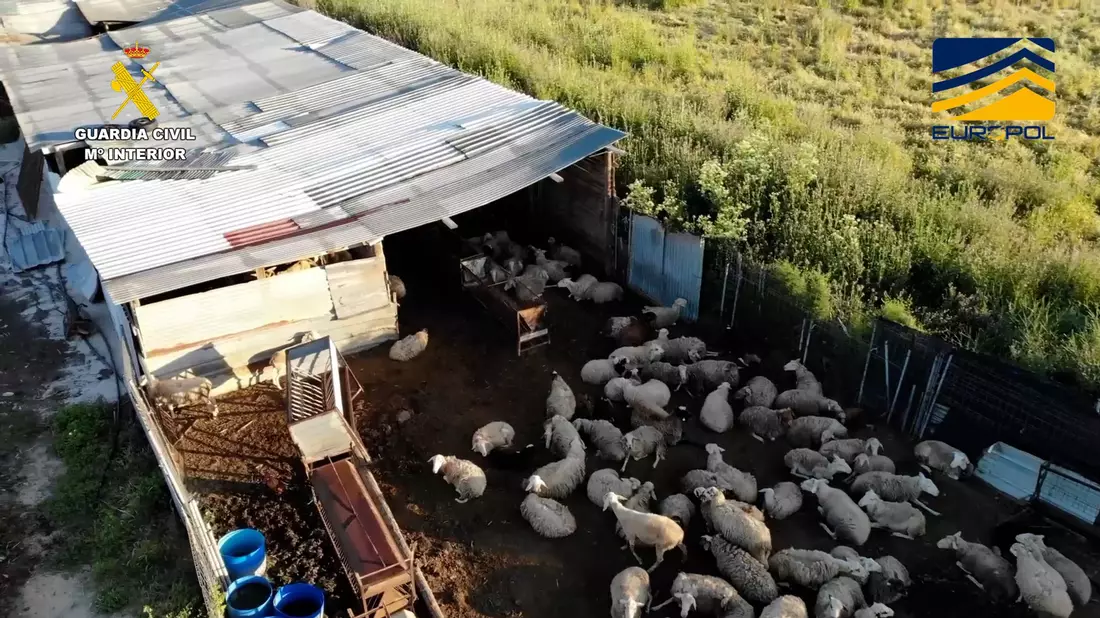 Auf dem von der spanischen Guardia Civil zur Verfügung gestellten Bild ist ein Schlachthof zu sehen, der Fleisch von zum Teil stark unterernährten und kranken Schafen und Ziegen illegal vertrieben haben soll. - Bild: ---/Guardia Civil de España/dpa