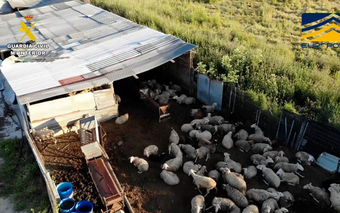 Auf dem von der spanischen Guardia Civil zur VerfĂŒgung gestellten Bild ist ein Schlachthof zu sehen, der Fleisch von zum Teil stark unterernĂ€hrten und kranken Schafen und Ziegen illegal vertrieben haben soll. - Foto: ---/Guardia Civil de España/dpa Auf dem von der spanischen Guardia Civil zur VerfĂŒgung gestellten Bild ist ein Schlachthof zu sehen, der Fleisch von zum Teil stark unterernĂ€hrten und kranken Schafen und Ziegen illegal vertrieben haben soll. - Foto: ---/Guardia Civil de España/dpa