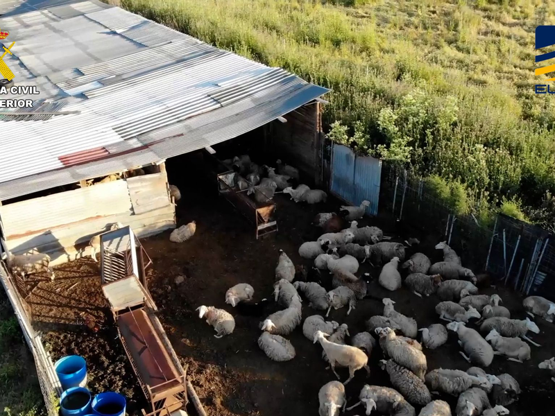 Auf dem von der spanischen Guardia Civil zur Verfügung gestellten Bild ist ein Schlachthof zu sehen, der Fleisch von zum Teil stark unterernährten und kranken Schafen und Ziegen illegal vertrieben haben soll. - Foto: ---/Guardia Civil de España/dpa