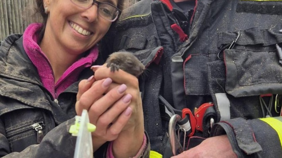 FW-M: Eichhörnchen in Not (Waldtrudering) - Foto: presseportal.de