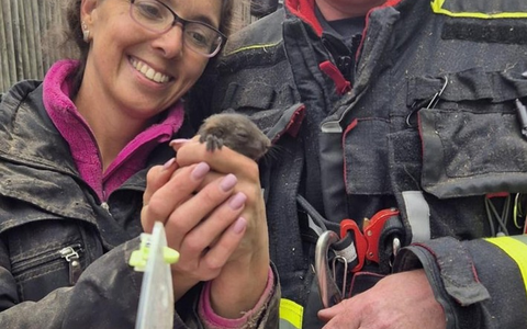 FW-M: Eichhörnchen in Not (Waldtrudering) - Foto: presseportal.de